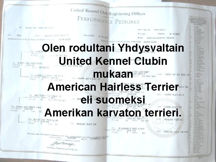 Olen rodultani Yhdysvaltain United Kennel Clubin mukaan American Hairless Terrier eli suomeksi Amerikan karvaton