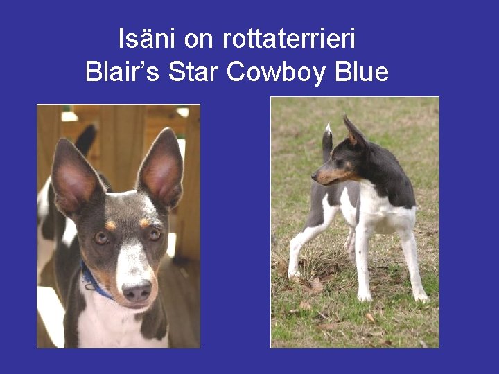 Isäni on rottaterrieri Blair’s Star Cowboy Blue 