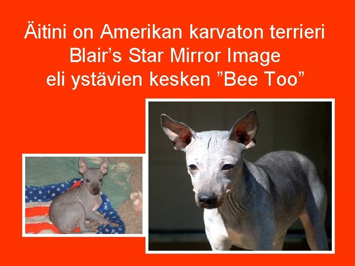 Äitini on Amerikan karvaton terrieri Blair’s Star Mirror Image eli ystävien kesken ”Bee Too”