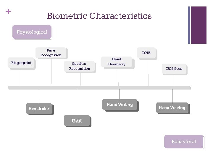 + Biometric Characteristics Physiological Face Recognition Fingerprint DNA Speaker Recognition Hand Geometry Hand Writing