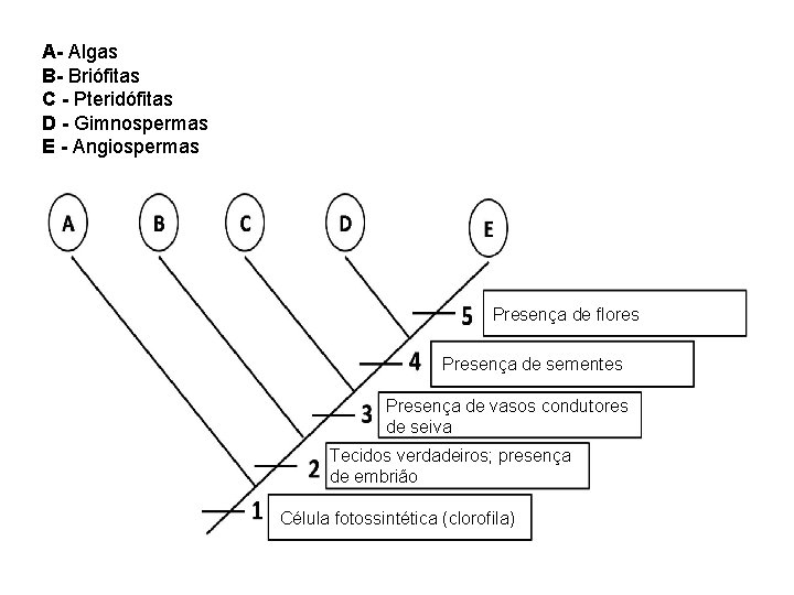 A- Algas B- Briófitas C - Pteridófitas D - Gimnospermas E - Angiospermas Presença