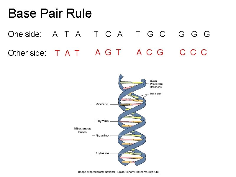 Base Pair Rule One side: Other side: A T C A T G C