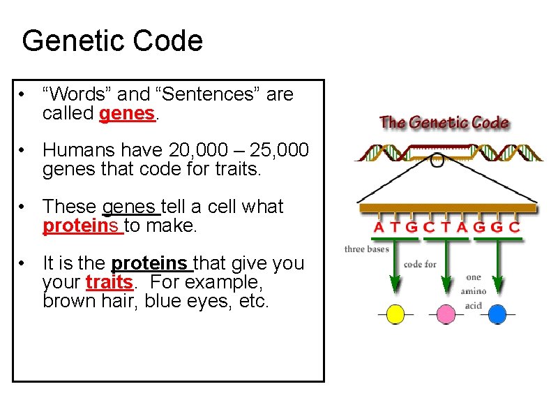 Genetic Code • “Words” and “Sentences” are called genes. • Humans have 20, 000