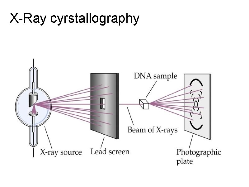 X-Ray cyrstallography 