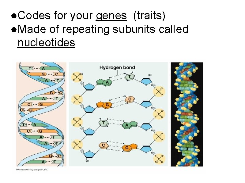 ●Codes for your genes (traits) ●Made of repeating subunits called nucleotides 