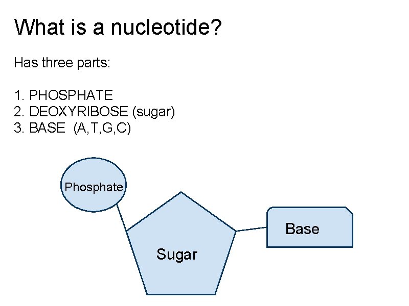 What is a nucleotide? Has three parts: 1. PHOSPHATE 2. DEOXYRIBOSE (sugar) 3. BASE