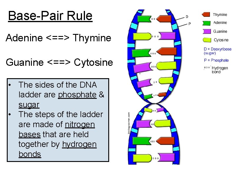 Base-Pair Rule Adenine <==> Thymine Guanine <==> Cytosine • The sides of the DNA