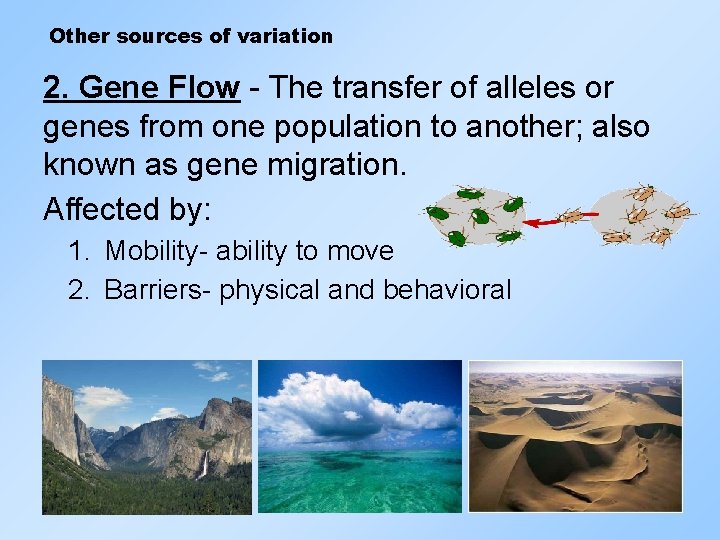Other sources of variation 2. Gene Flow - The transfer of alleles or genes
