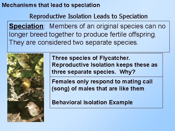 Mechanisms that lead to speciation Reproductive Isolation Leads to Speciation: Members of an original