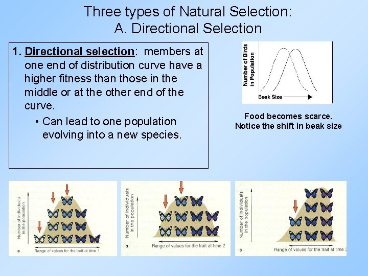 Three types of Natural Selection: A. Directional Selection 1. Directional selection: members at one