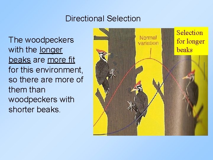 Directional Selection The woodpeckers with the longer beaks are more fit for this environment,