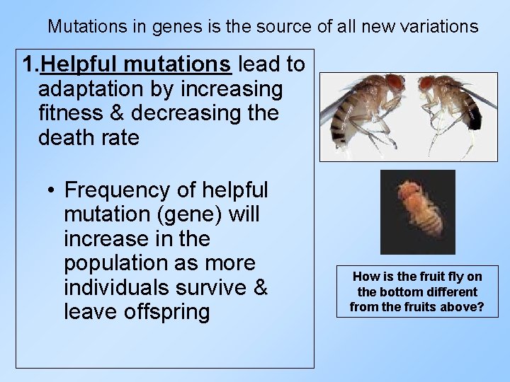 Mutations in genes is the source of all new variations 1. Helpful mutations lead