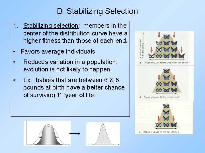 B. Stabilizing Selection 1. Stabilizing selection: members in the center of the distribution curve