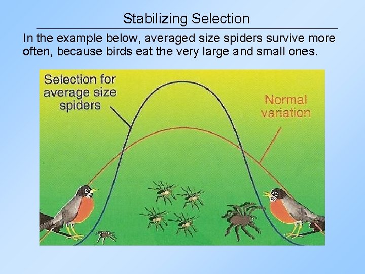 Stabilizing Selection In the example below, averaged size spiders survive more often, because birds