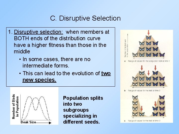 C. Disruptive Selection Number of Birds in Population 1. Disruptive selection: when members at