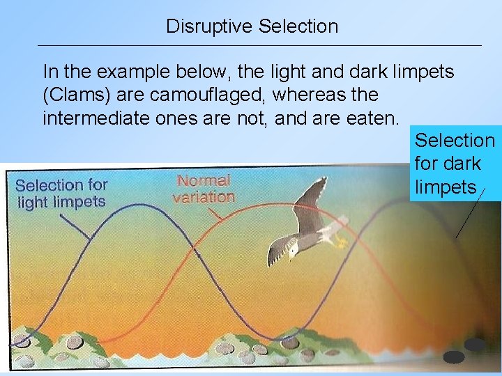 Disruptive Selection In the example below, the light and dark limpets (Clams) are camouflaged,