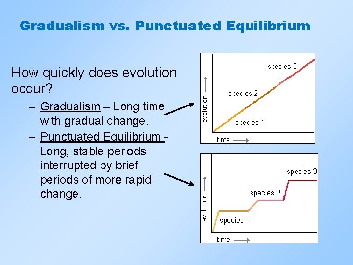 Gradualism vs. Punctuated Equilibrium How quickly does evolution occur? – Gradualism – Long time