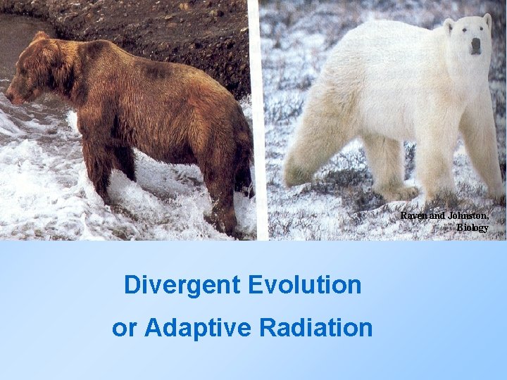 Raven and Johnston, Biology Divergent Evolution or Adaptive Radiation 