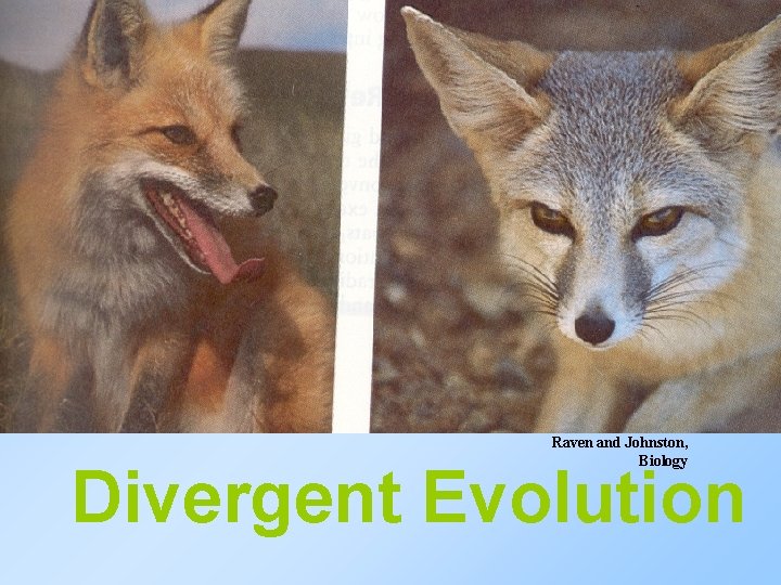 Raven and Johnston, Biology Divergent Evolution 