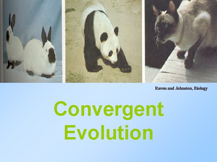 Raven and Johnston, Biology Convergent Evolution 