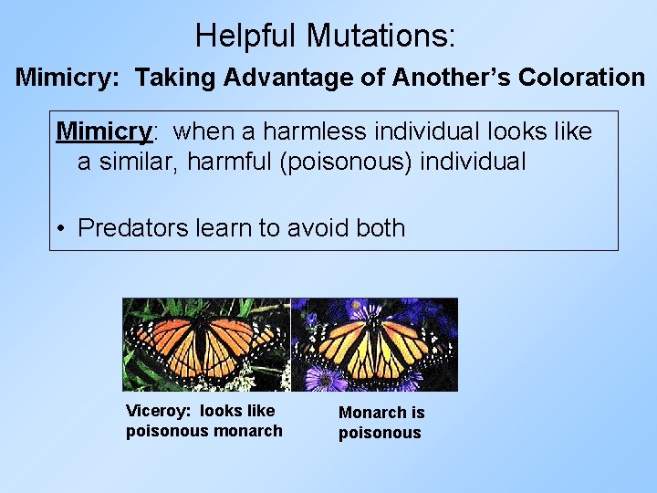 Helpful Mutations: Mimicry: Taking Advantage of Another’s Coloration Mimicry: when a harmless individual looks