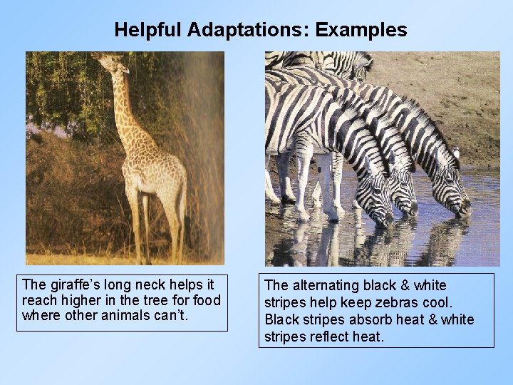 Helpful Adaptations: Examples The giraffe’s long neck helps it reach higher in the tree