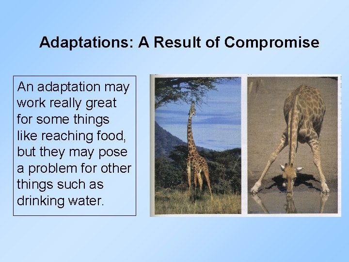 Adaptations: A Result of Compromise An adaptation may work really great for some things