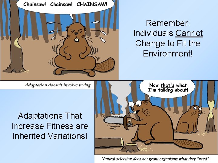 Remember: Individuals Cannot Change to Fit the Environment! Adaptations That Increase Fitness are Inherited