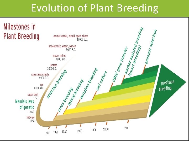 Evolution of Plant Breeding 