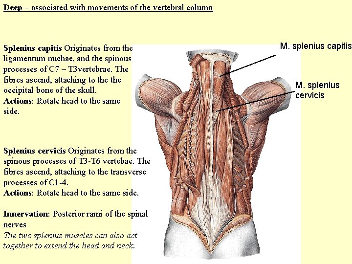 Deep – associated with movements of the vertebral column Splenius capitis Originates from the