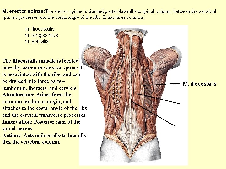 M. erector spinae: The erector spinae is situated posterolaterally to spinal column, between the