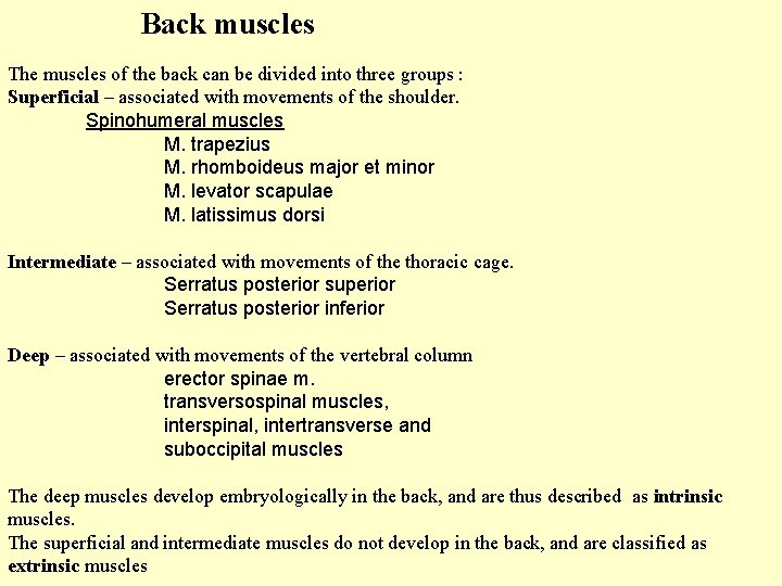 Back muscles The muscles of the back can be divided into three groups :