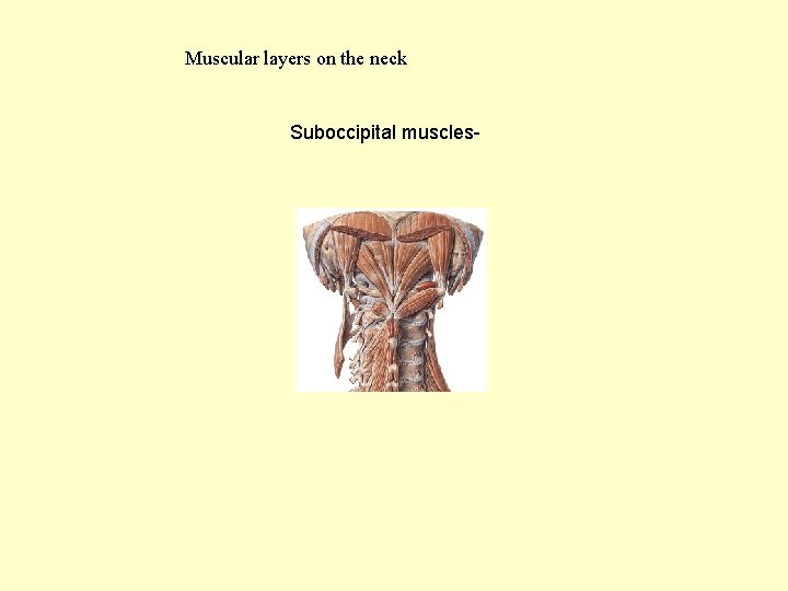 Muscular layers on the neck Suboccipital muscles- 