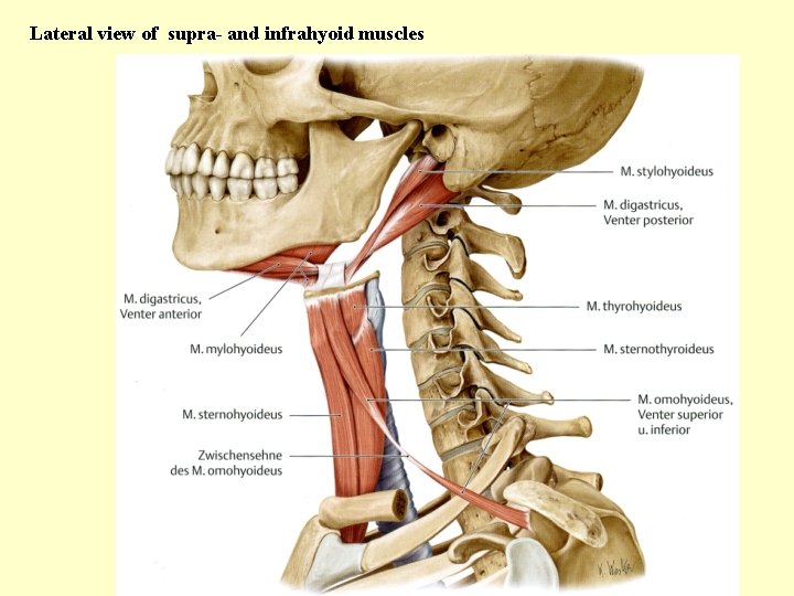Lateral view of supra- and infrahyoid muscles 