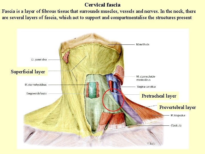 Cervical fascia Fascia is a layer of fibrous tissue that surrounds muscles, vessels and