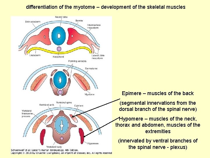 differentiation of the myotome – development of the skeletal muscles Epimere – muscles of