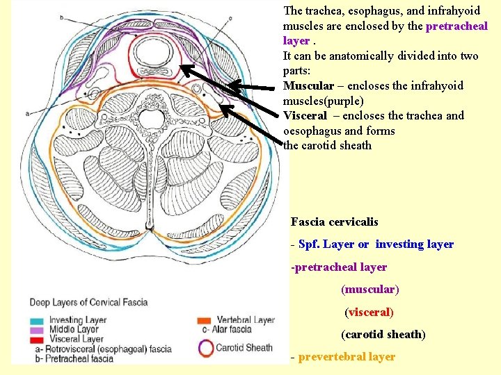 The trachea, esophagus, and infrahyoid muscles are enclosed by the pretracheal layer. It can