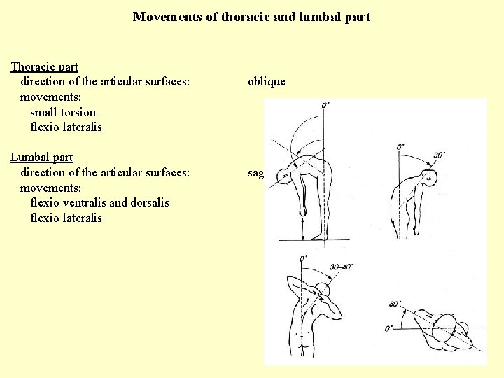 Movements of thoracic and lumbal part Thoracic part direction of the articular surfaces: movements: