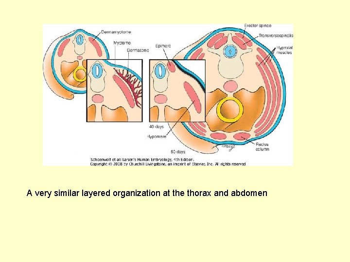A very similar layered organization at the thorax and abdomen 
