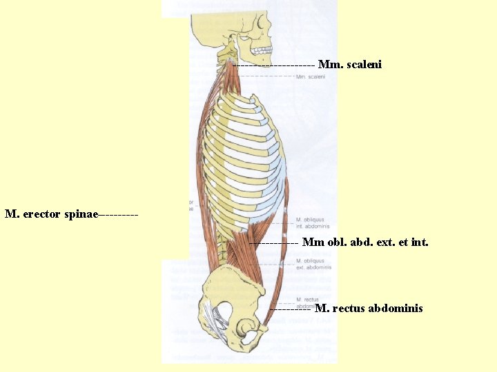 ---------- Mm. scaleni M. erector spinae----------- Mm obl. abd. ext. et int. ----- M.