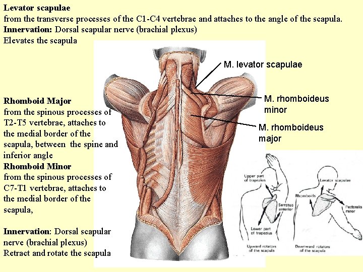 Levator scapulae from the transverse processes of the C 1 -C 4 vertebrae and