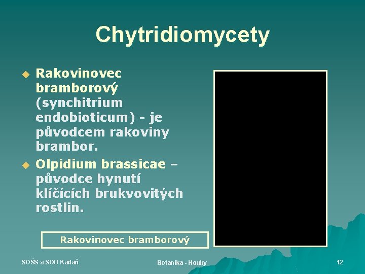 Chytridiomycety u u Rakovinovec bramborový (synchitrium endobioticum) - je původcem rakoviny brambor. Olpidium brassicae