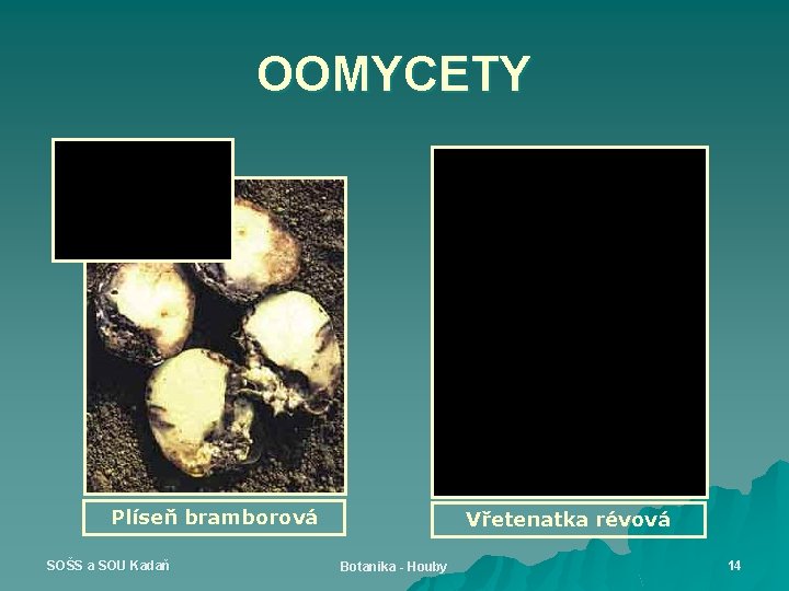 OOMYCETY Plíseň bramborová SOŠS a SOU Kadaň Vřetenatka révová Botanika - Houby 14 