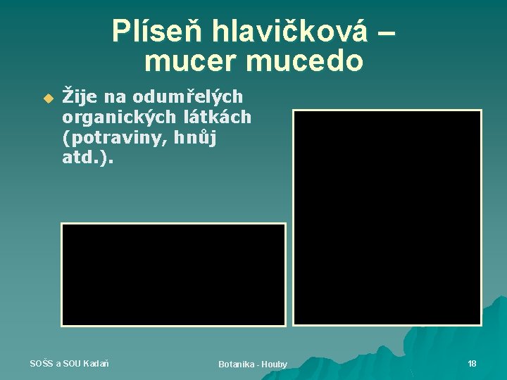 Plíseň hlavičková – mucer mucedo u Žije na odumřelých organických látkách (potraviny, hnůj atd.