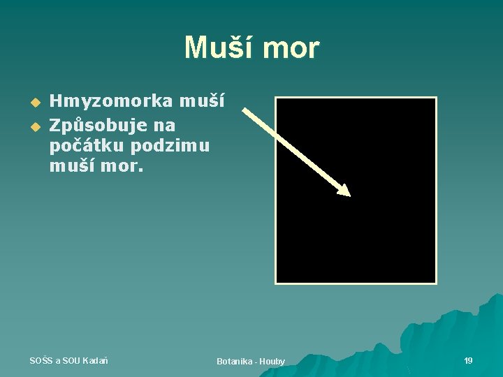 Muší mor u u Hmyzomorka muší Způsobuje na počátku podzimu muší mor. SOŠS a