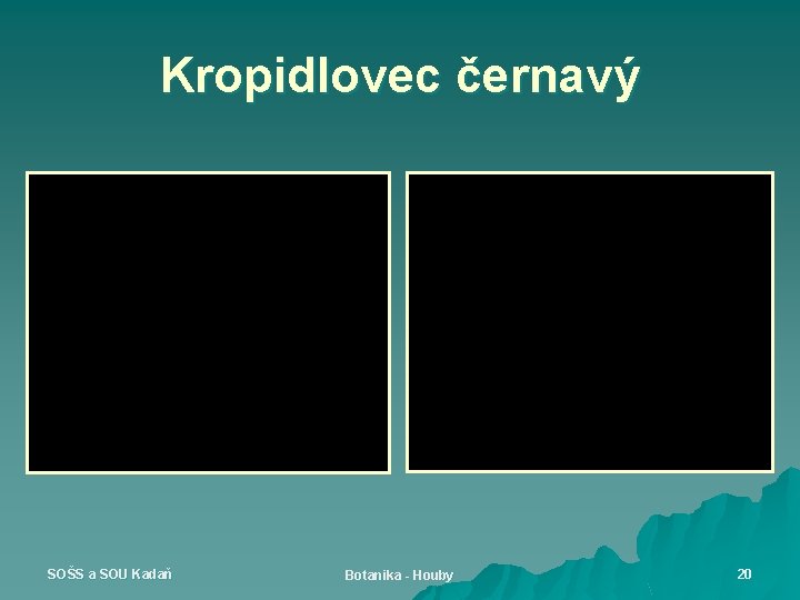 Kropidlovec černavý SOŠS a SOU Kadaň Botanika - Houby 20 