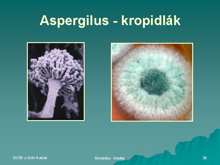 Aspergilus - kropidlák SOŠS a SOU Kadaň Botanika - Houby 26 