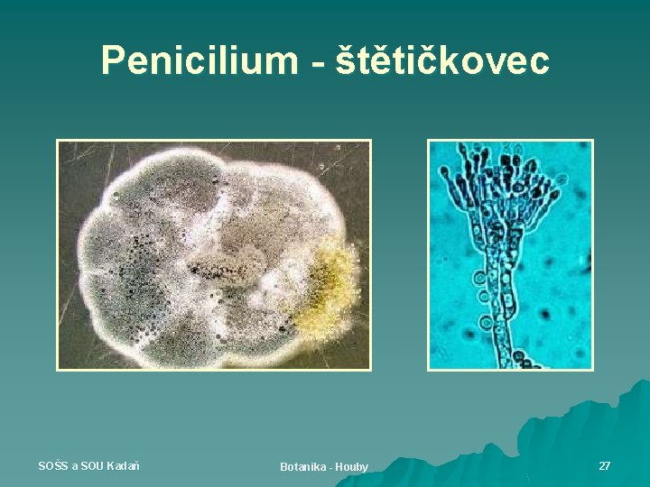 Penicilium - štětičkovec SOŠS a SOU Kadaň Botanika - Houby 27 