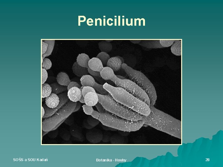 Penicilium SOŠS a SOU Kadaň Botanika - Houby 28 