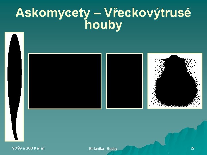 Askomycety – Vřeckovýtrusé houby SOŠS a SOU Kadaň Botanika - Houby 29 